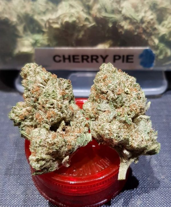 CHERRY PIE strain, buy CHERRY PIE strain, buy CHERRY PIE kush, buy CHERRY PIE cannabis, order CHERRY PIE weed, order CHERRY PIE kush, buy CHERRY PIE with bitcoins, order CHERRY PIE with bitcoins