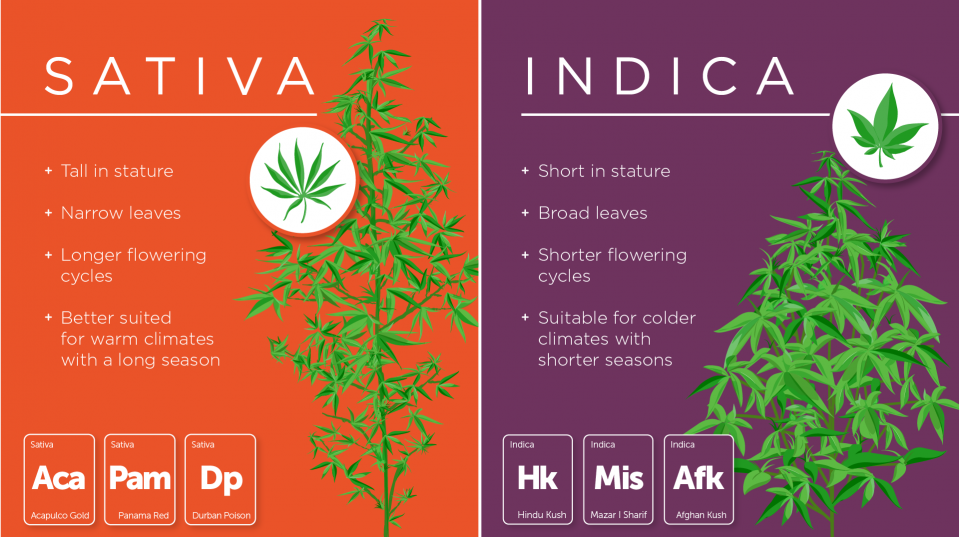 sativa and indica strains, indica and sativa strains, sativa vs indica strains, diffrence between sativa and indica strains, should i take indica or sativa strains