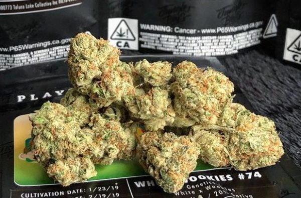 WOOKIES strain, buy WOOKIES strain, buy WOOKIES kush, buy WOOKIES cannabis, order WOOKIES weed, order WOOKIES kush, buy WOOKIES with bitcoins, order WOOKIES with bitcoins