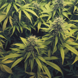 Read more about the article Indica vs. Sativa:Key Differences and Effects of Cannabis Strains