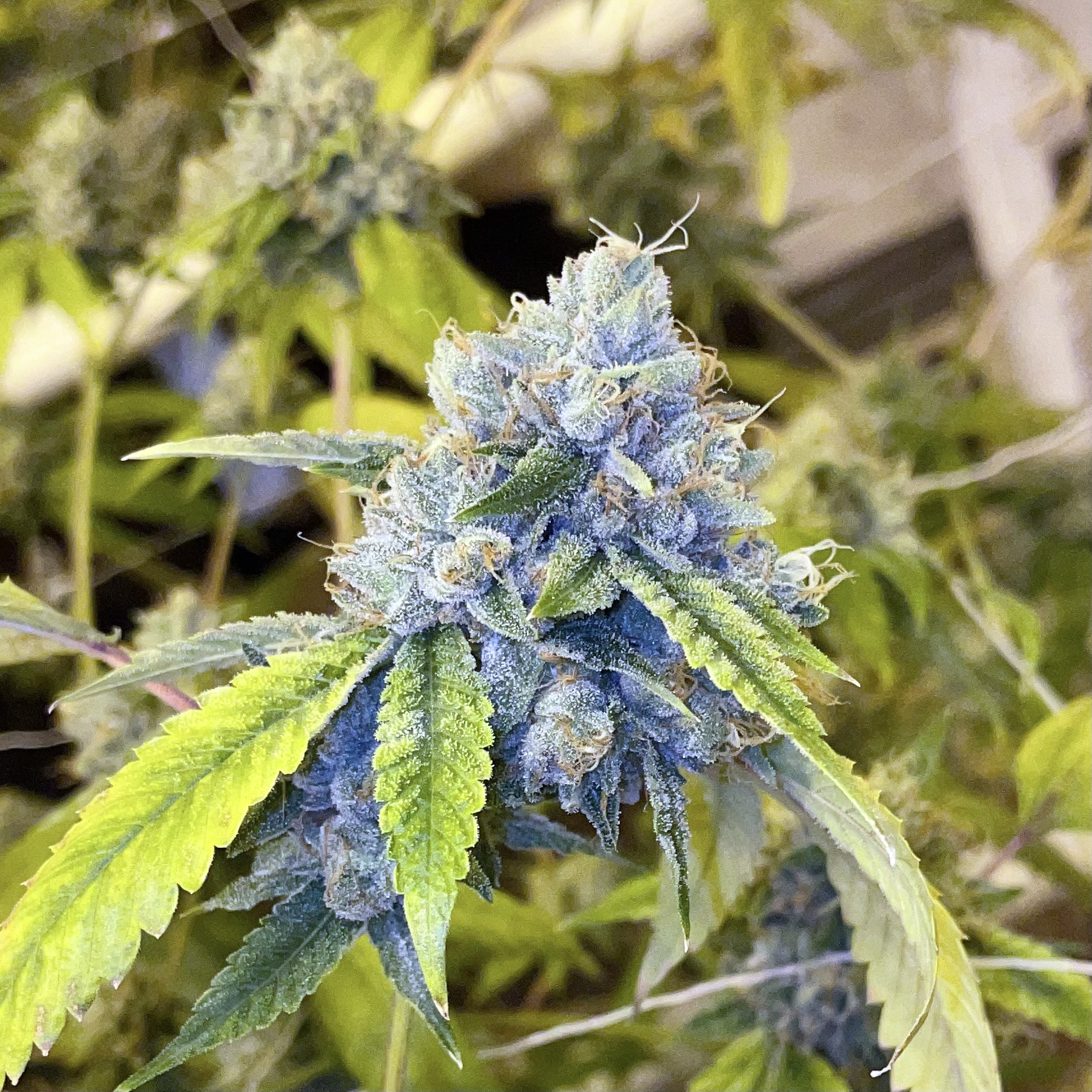 Read more about the article Discover the Best Kush for Sale: Top Strains, Benefits, and Where to Buy!